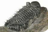 Huge, Spiny Drotops Armatus Trilobite - Excellent Preparation #192496-4